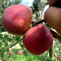 苹果苗烟富系列:3.6.8.10.晚熟红富士冰糖心苹果。