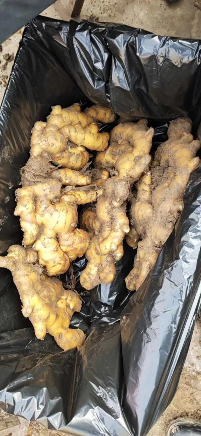 【大黄姜】山东生姜块头很大辣味十足色泽鲜艳质量佳