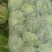 湖南黄心白菜净菜自产自销货源充足，可供出口加工厂