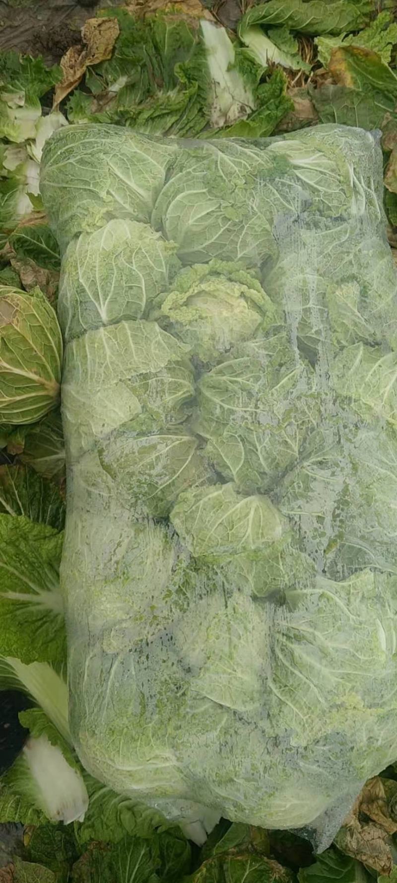 湖南黄心白菜净菜自产自销货源充足，可供出口加工厂
