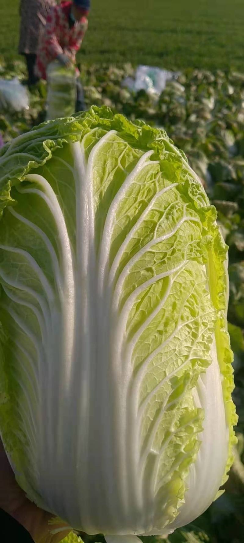 湖南黄心白菜净菜自产自销货源充足，可供出口加工厂