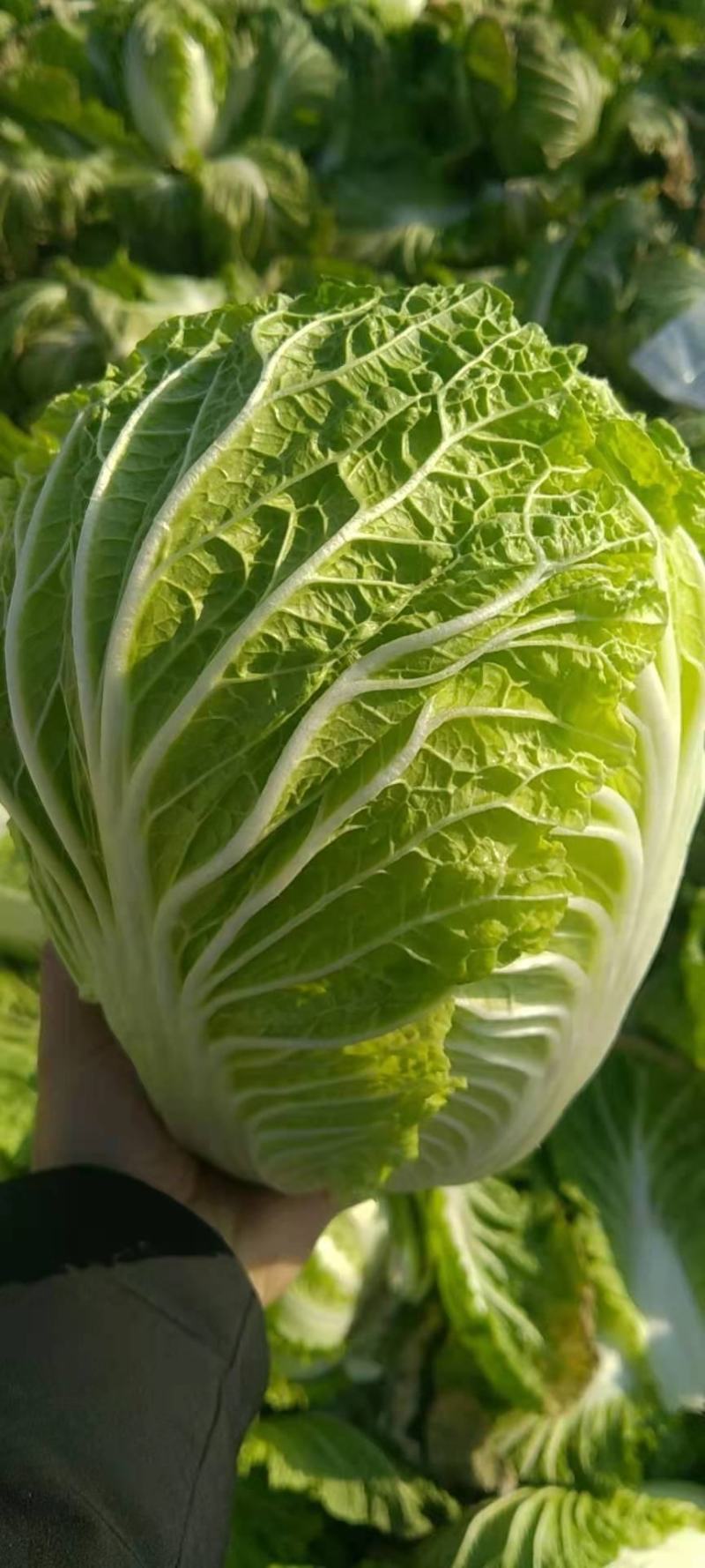 湖南黄心白菜净菜自产自销货源充足，可供出口加工厂