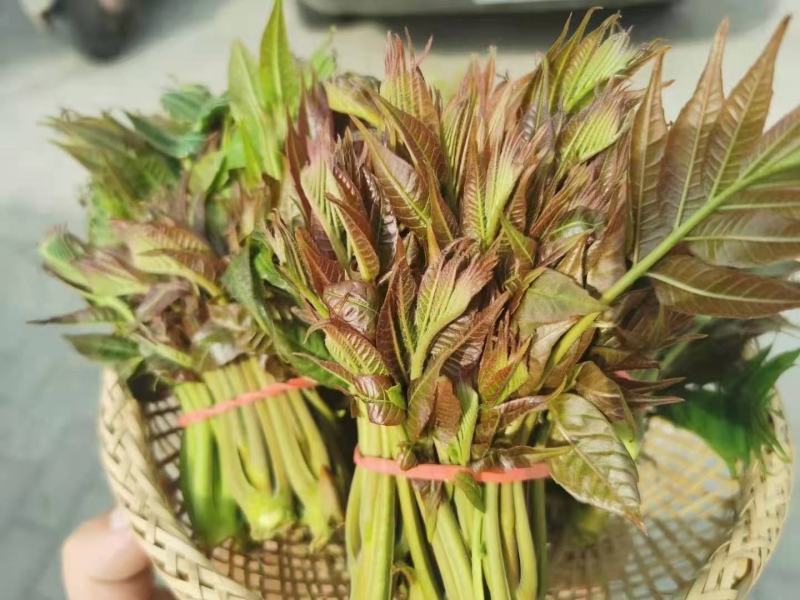 香椿芽，红油香椿，大量供应，一件代发，欢迎实地考察。