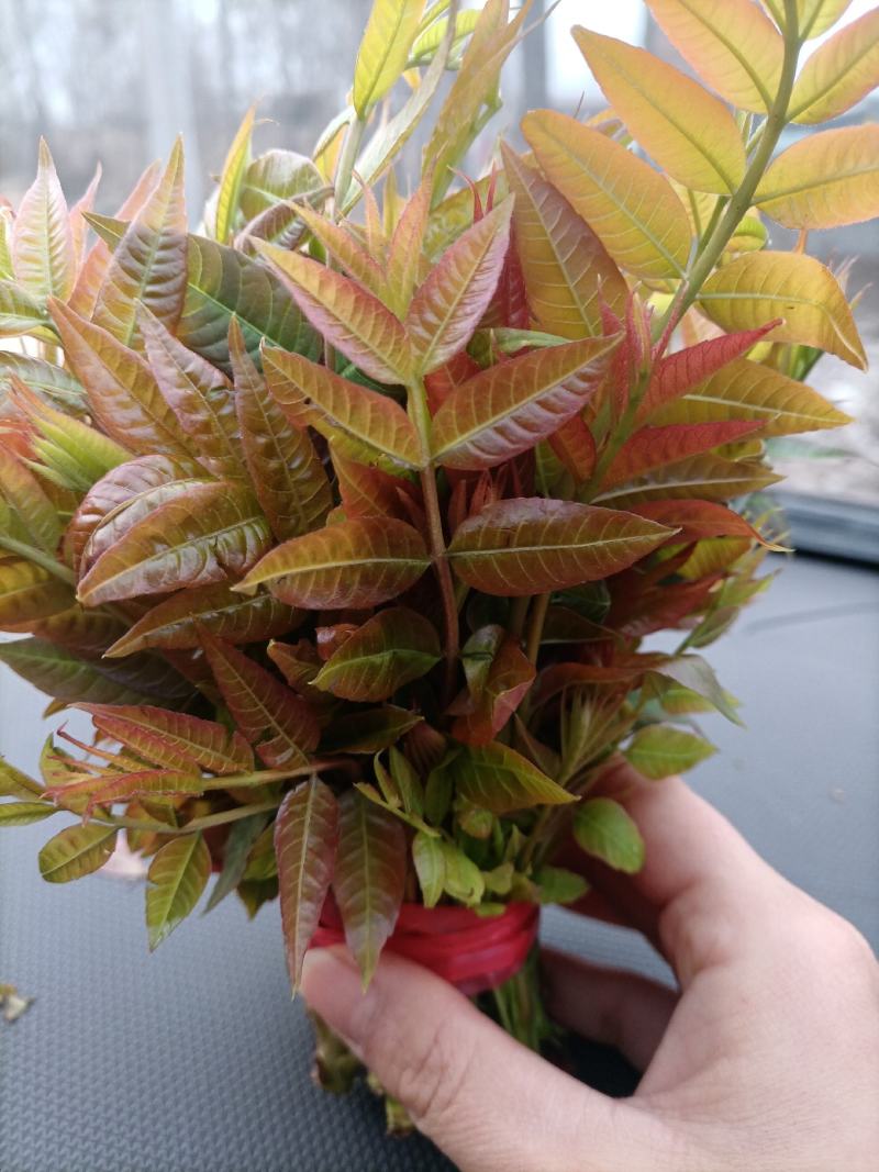 香椿芽，红油香椿，大量供应，一件代发，欢迎实地考察。