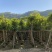 高山榕树苗、马榕