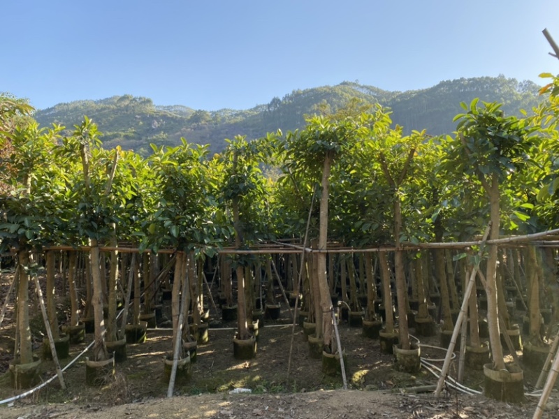 高山榕树苗、马榕
