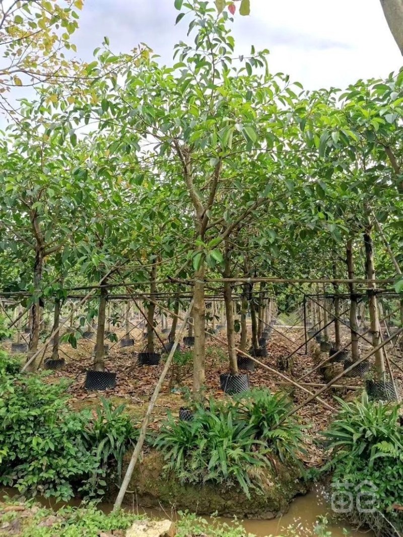 高山榕树苗、马榕