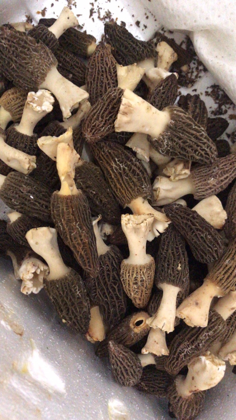 产地直销新鲜羊肚菌顺丰包邮礼盒包装500克一盒