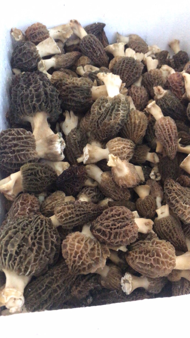 产地直销新鲜羊肚菌顺丰包邮礼盒包装500克一盒