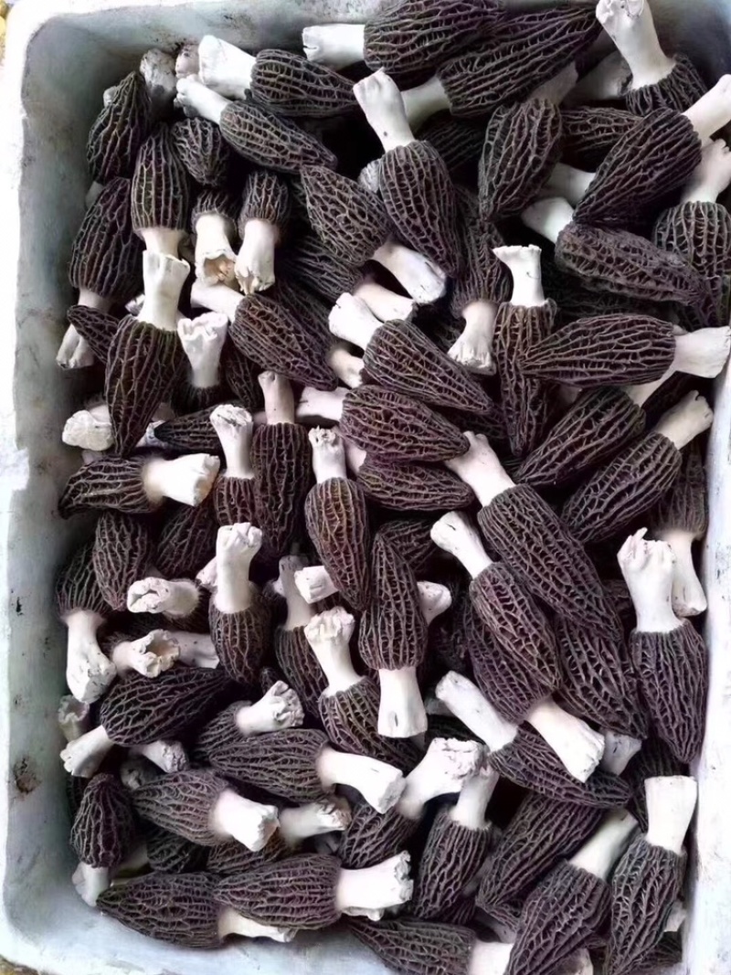 产地直销新鲜羊肚菌顺丰包邮礼盒包装500克一盒