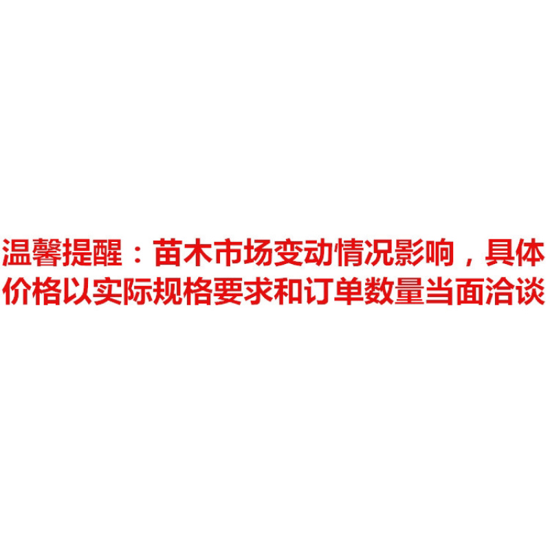 火焰木树苗、焰木、火焰树易活品种绿美用苗