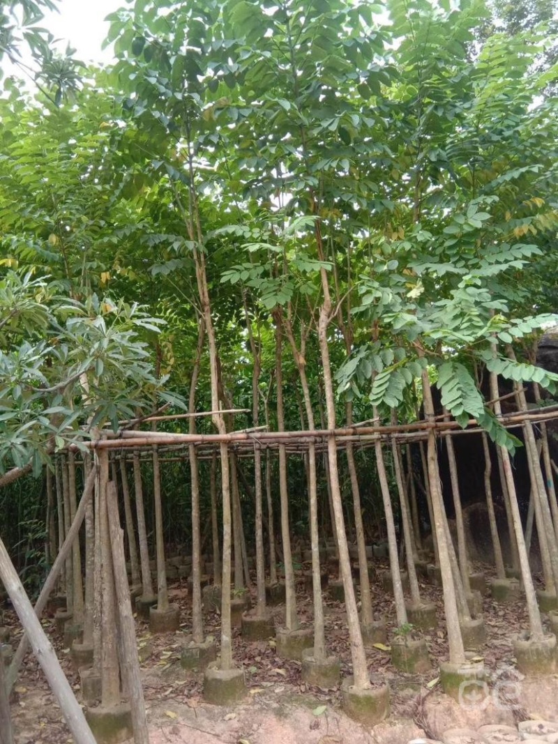 火焰木树苗、焰木、火焰树易活品种绿美用苗