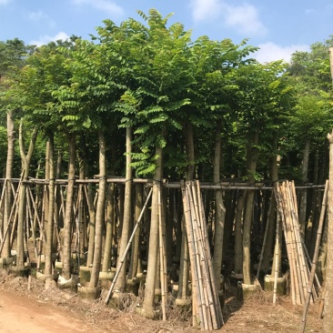 火焰木树苗、焰木、火焰树易活品种绿美用苗