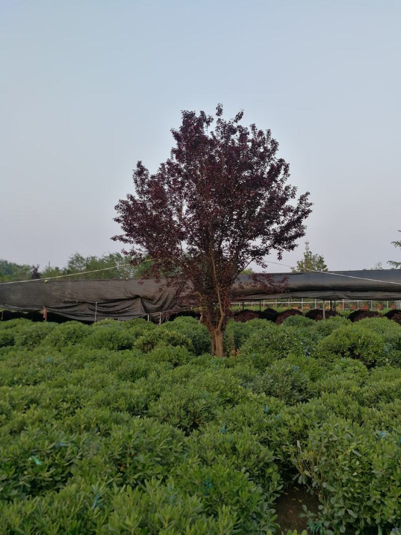 红叶李紫叶李基地直发现挖现发欢迎合作