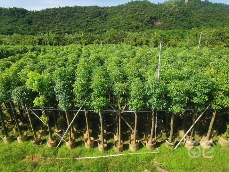 香樟树苗、芳樟、樟木、樟树、狫樟、猴樟