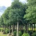 香樟树苗、芳樟、樟木、樟树、狫樟、猴樟