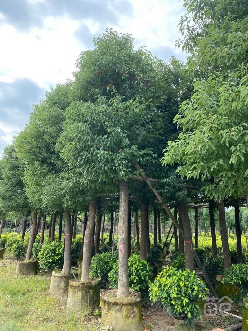 香樟树苗、芳樟、樟木、樟树、狫樟、猴樟