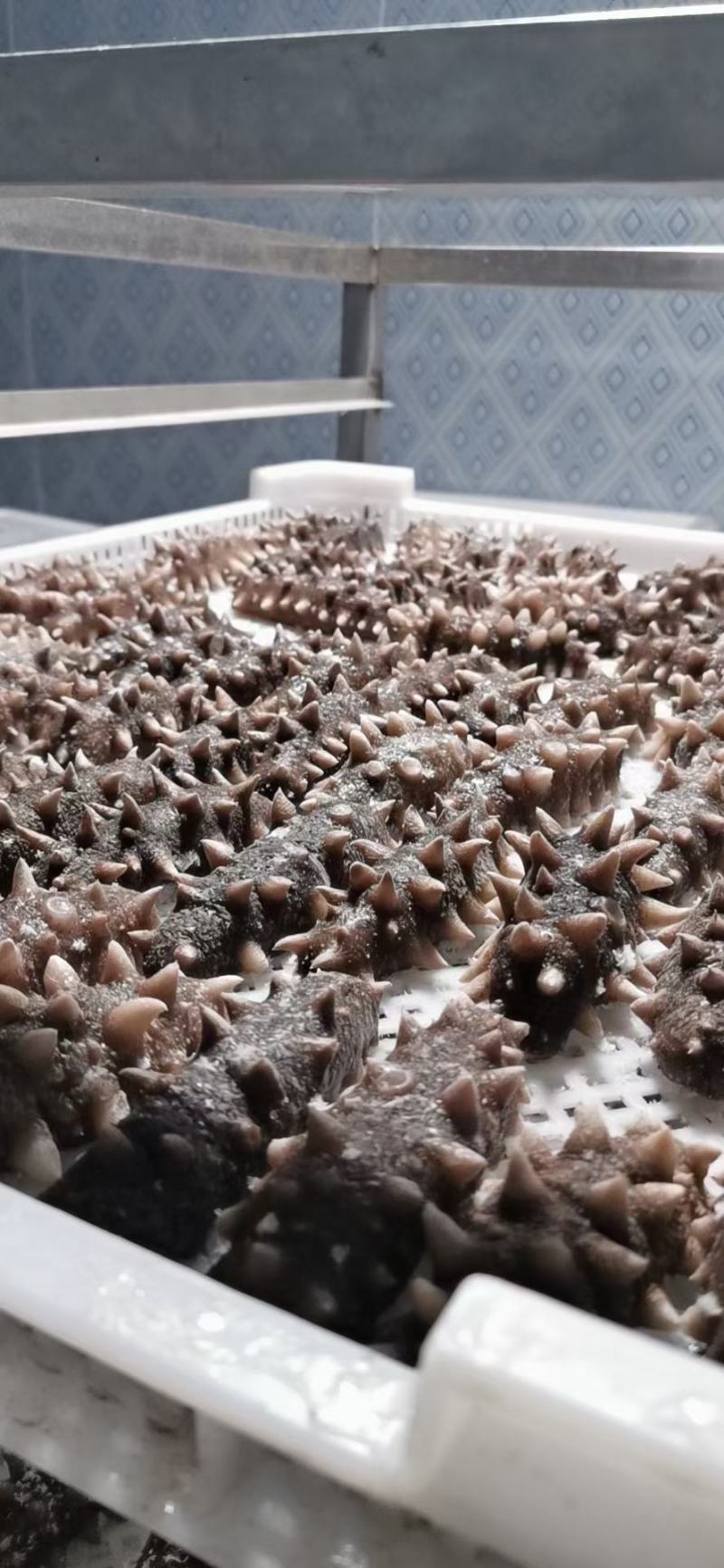 大连长海县底播即食海参，刺壮肉厚口感劲道有嚼劲欢迎来电