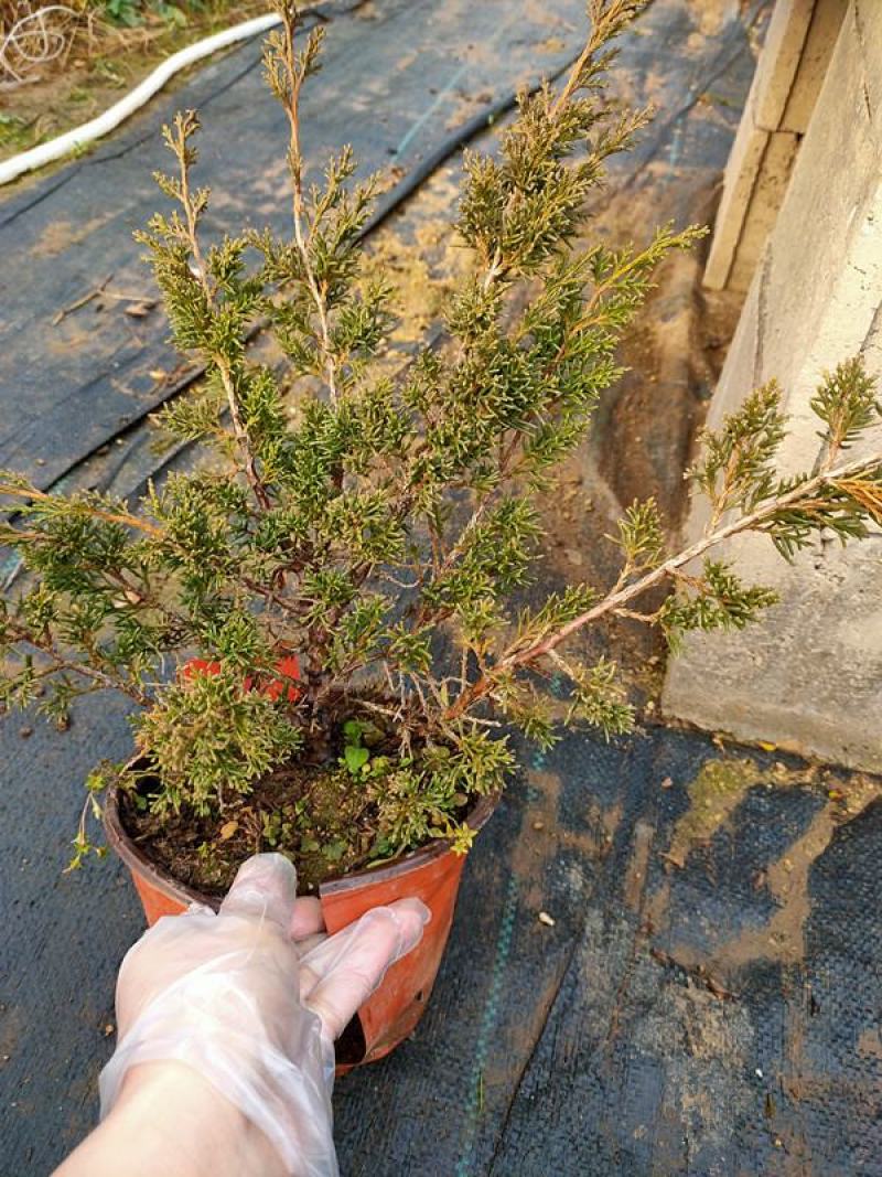 真柏盆景珍珠柏树老桩山水造型盆栽地柏植物室内桌面四季常青