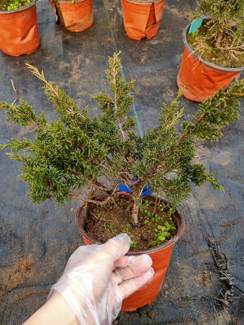 真柏盆景珍珠柏树老桩山水造型盆栽地柏植物室内桌面四季常青