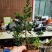 真柏盆景珍珠柏树老桩山水造型盆栽地柏植物室内桌面四季常青