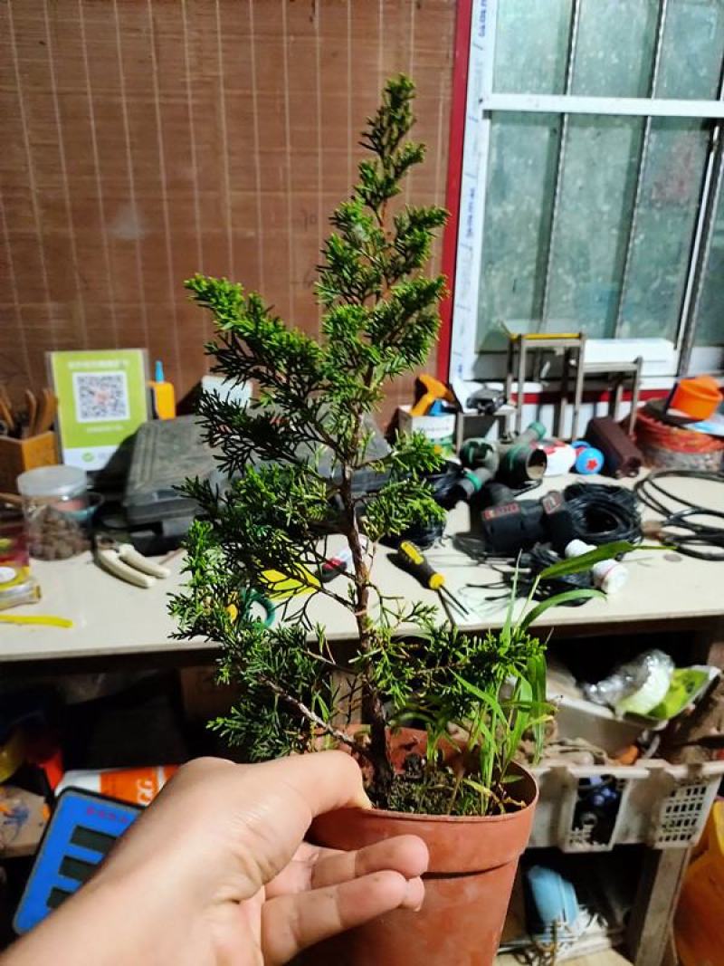 真柏盆景珍珠柏树老桩山水造型盆栽地柏植物室内桌面四季常青