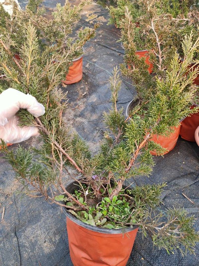 真柏盆景珍珠柏树老桩山水造型盆栽地柏植物室内桌面四季常青