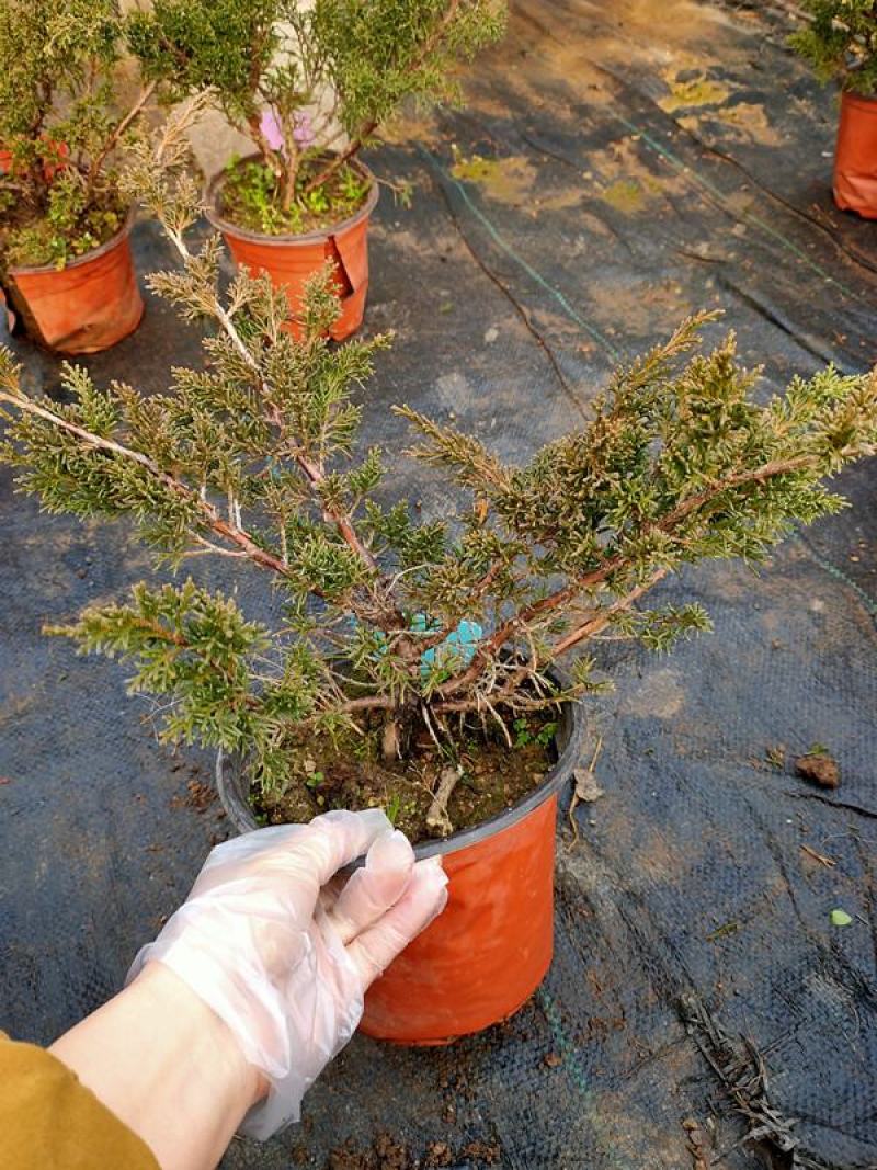 真柏盆景珍珠柏树老桩山水造型盆栽地柏植物室内桌面四季常青