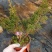 真柏盆景珍珠柏树老桩山水造型盆栽地柏植物室内桌面四季常青