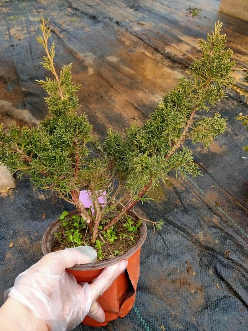真柏盆景珍珠柏树老桩山水造型盆栽地柏植物室内桌面四季常青