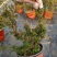 真柏盆景珍珠柏树老桩山水造型盆栽地柏植物室内桌面四季常青