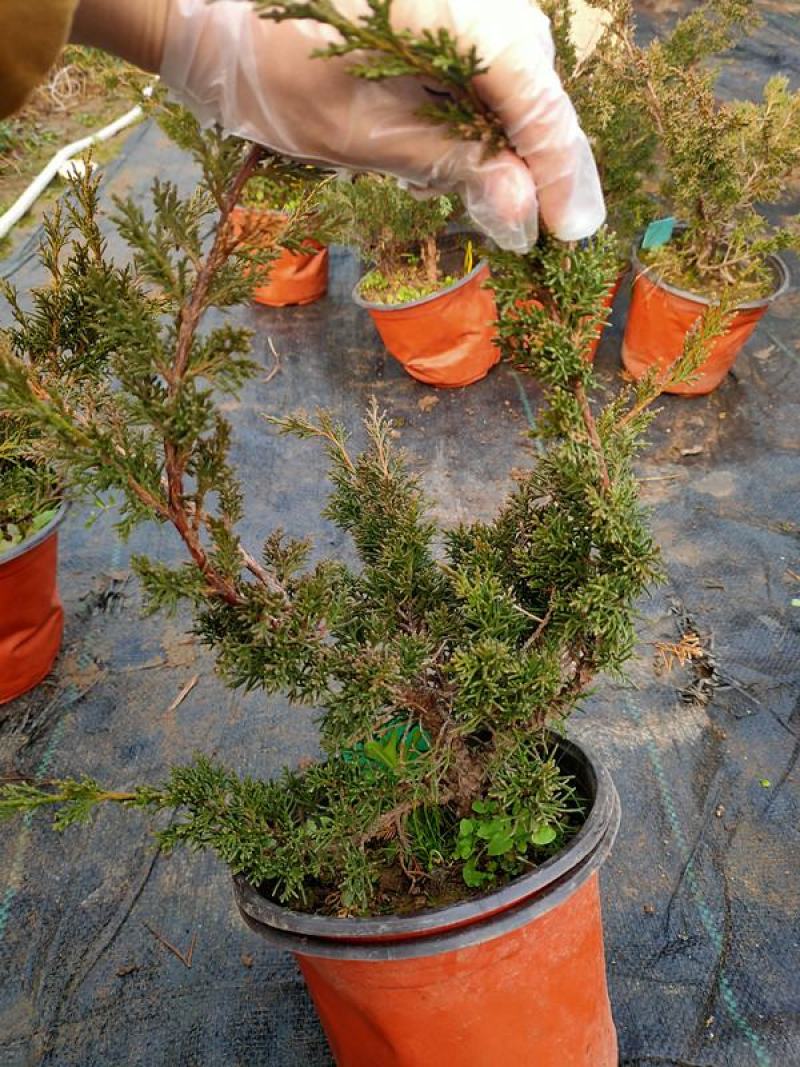 真柏盆景珍珠柏树老桩山水造型盆栽地柏植物室内桌面四季常青