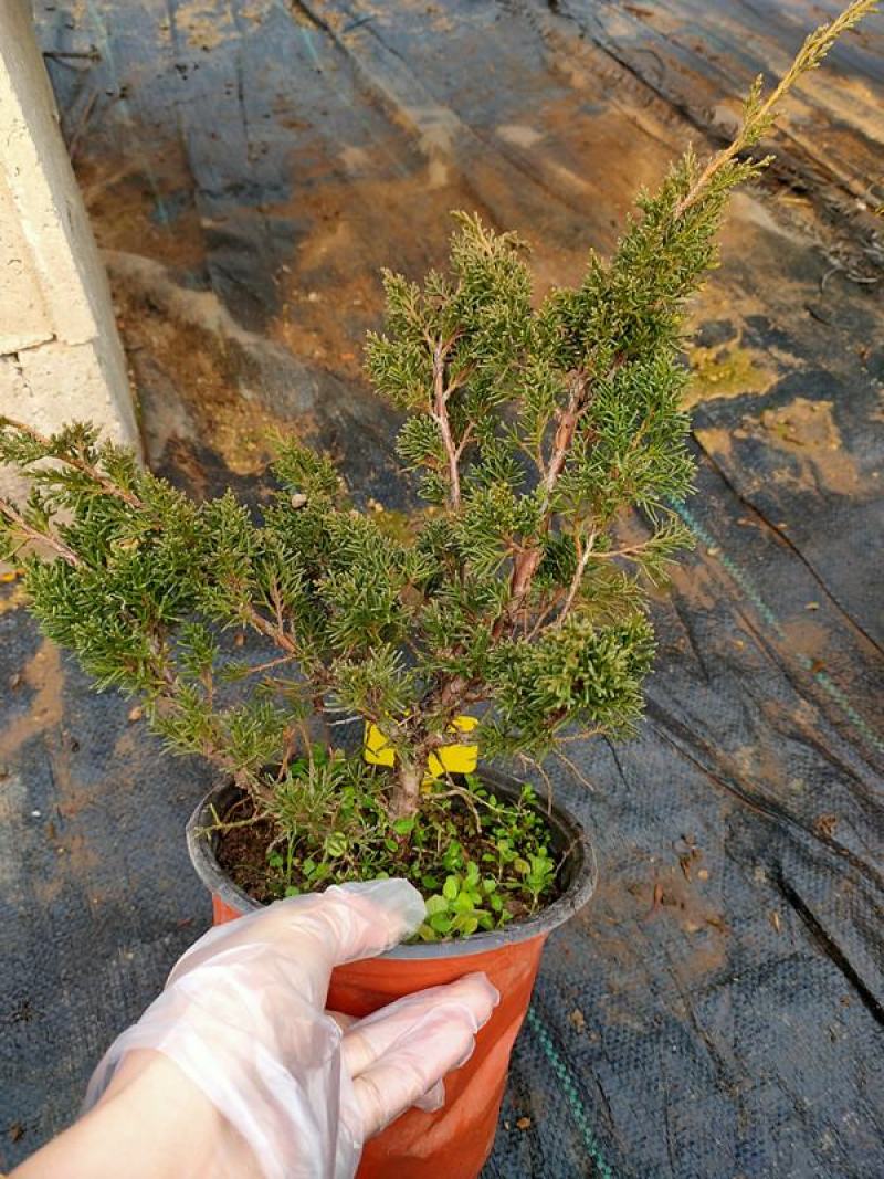 真柏盆景珍珠柏树老桩山水造型盆栽地柏植物室内桌面四季常青
