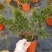 真柏盆景珍珠柏树老桩山水造型盆栽地柏植物室内桌面四季常青