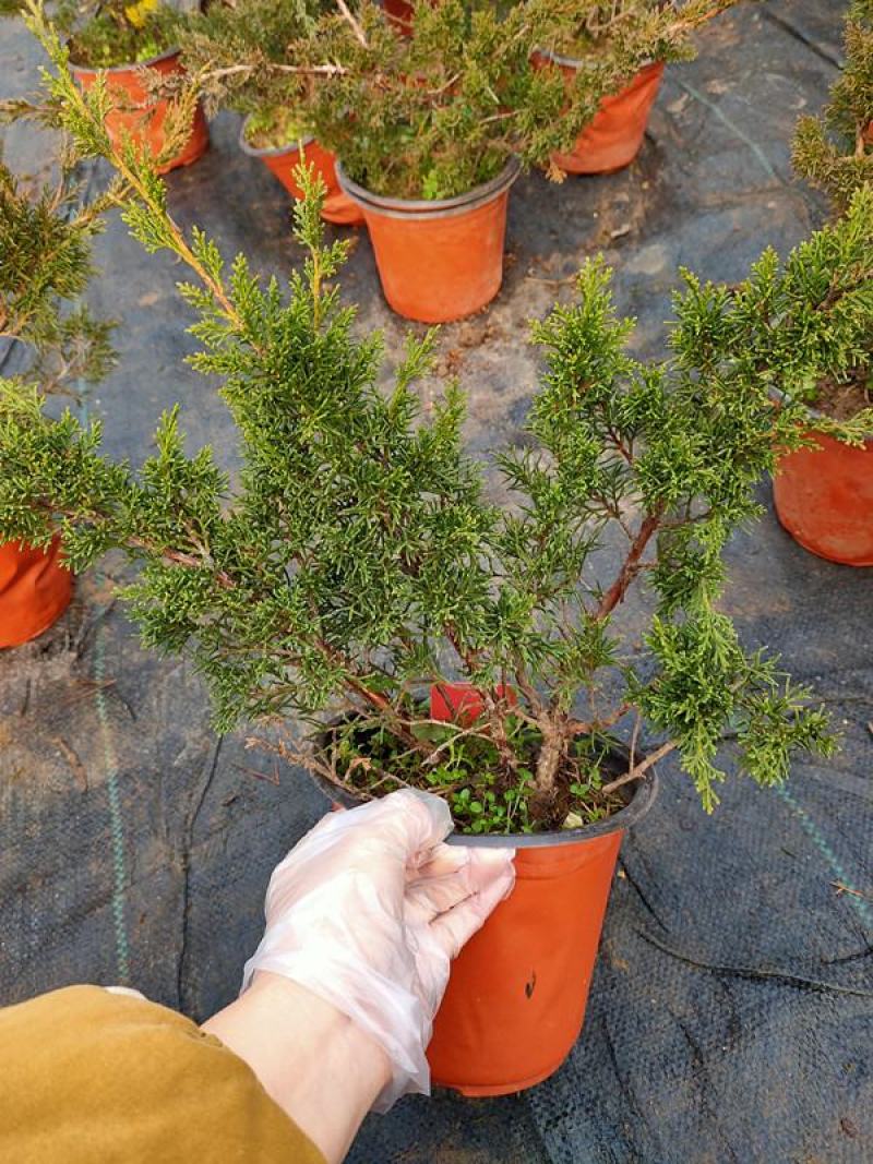真柏盆景珍珠柏树老桩山水造型盆栽地柏植物室内桌面四季常青