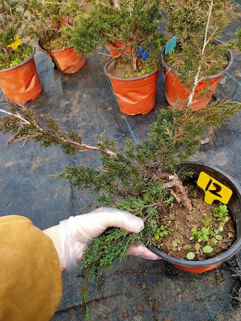 真柏盆景珍珠柏树老桩山水造型盆栽地柏植物室内桌面四季常青