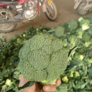 我们经宫西兰花大量共应