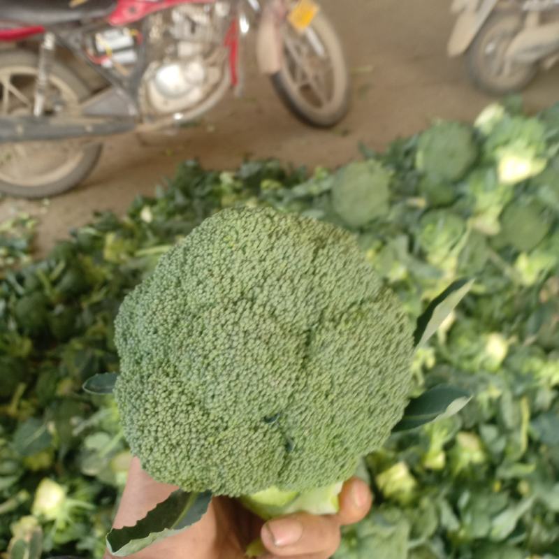 我们经宫西兰花大量共应