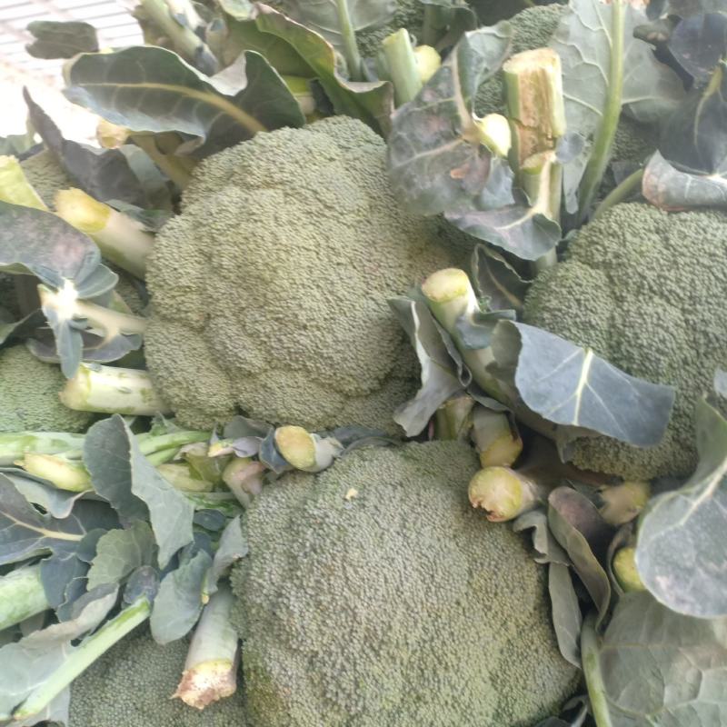 我们经宫西兰花大量共应