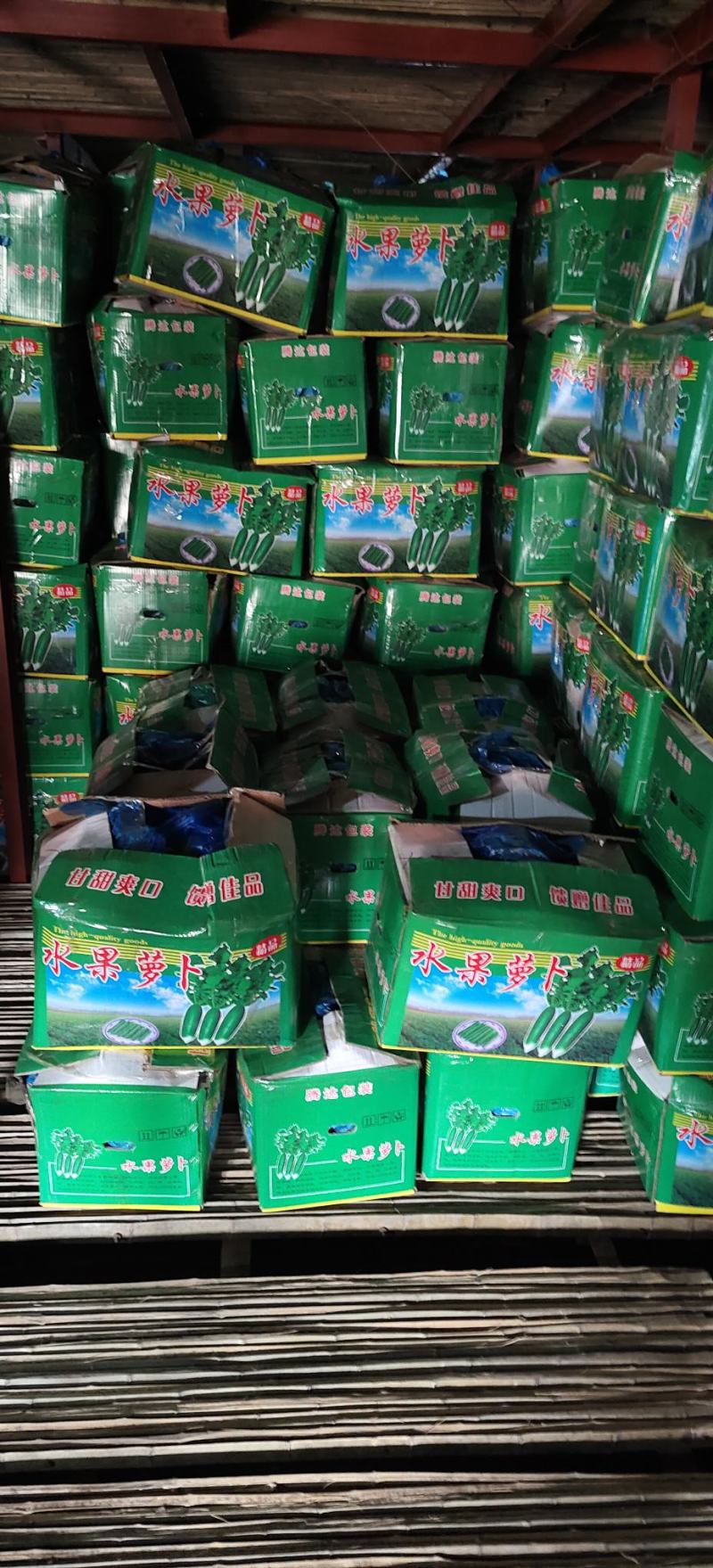 水果萝卜青萝卜大量供应山东肥城，山东济南里外青萝卜