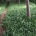 大棚韭菜，根粗叶绿，无干尖，产地供应