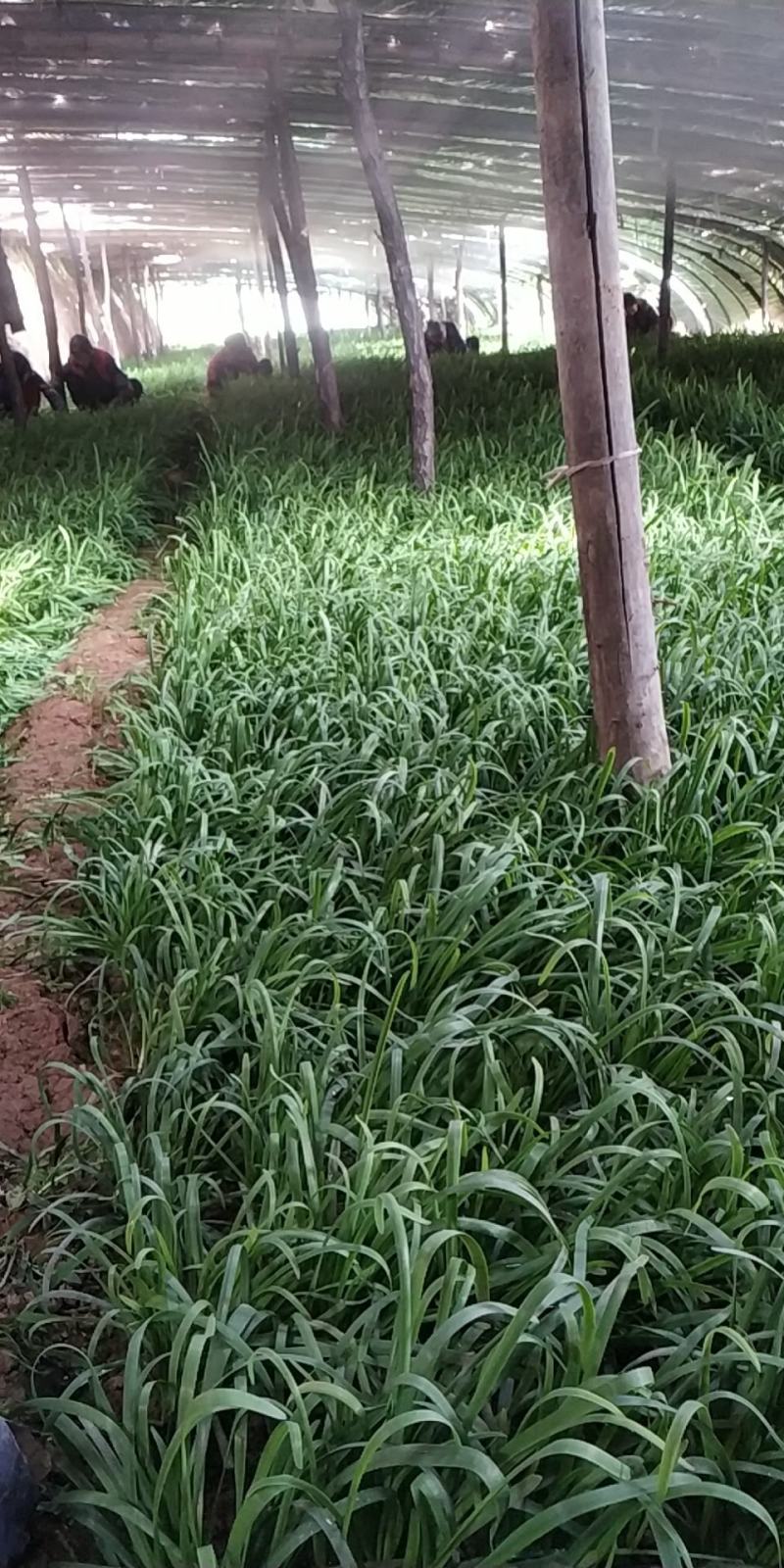 大棚韭菜，根粗叶绿，无干尖，产地供应