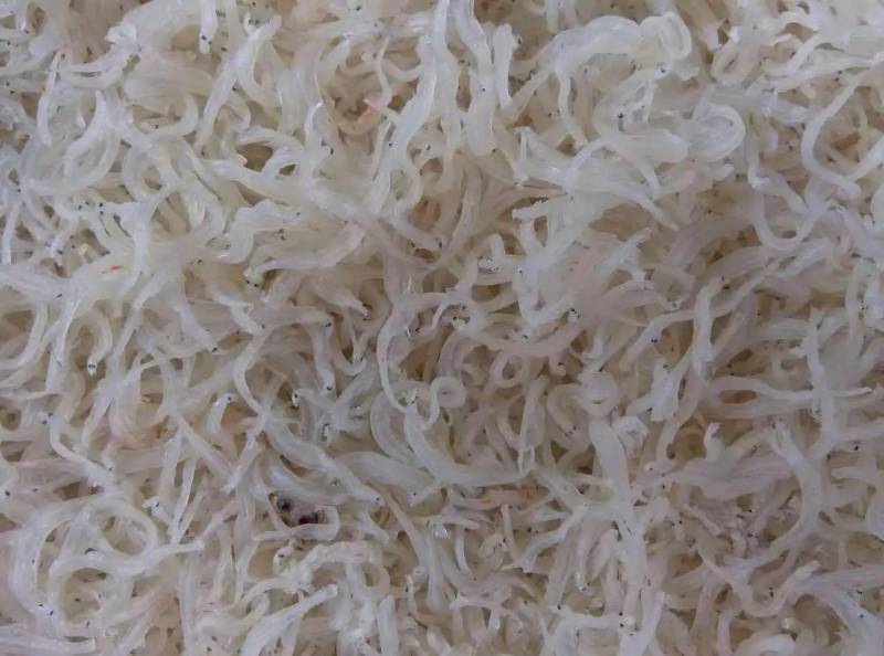 南极远洋捕捞磷虾，烤干虾粉冻干食品调料添加，鱼饵必备