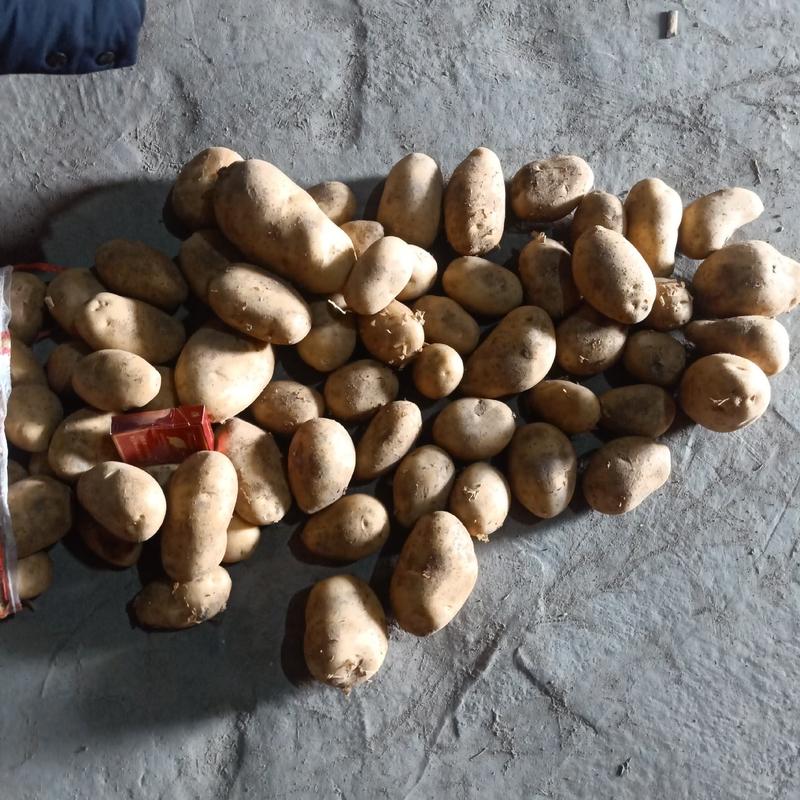 河南开封荷兰十五土豆产地直发一手货源品质保证