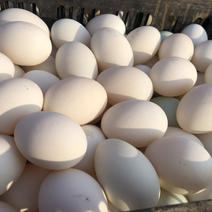 大白蛋.鲜鸭蛋.偏蛋.散黄蛋.裂纹蛋五香蛋。各种鸭蛋