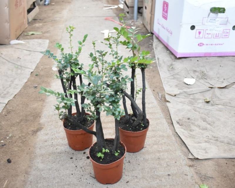 小叶紫檀盆景苗正宗清香胡椒木室内驱蚊盆栽植物好养花卉四季