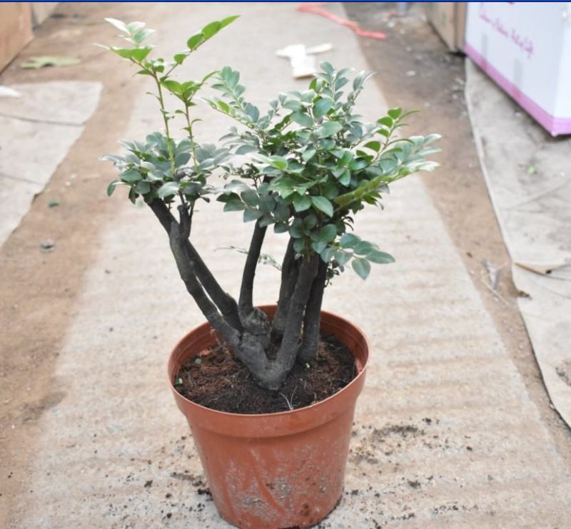 小叶紫檀盆景苗正宗清香胡椒木室内驱蚊盆栽植物好养花卉四季