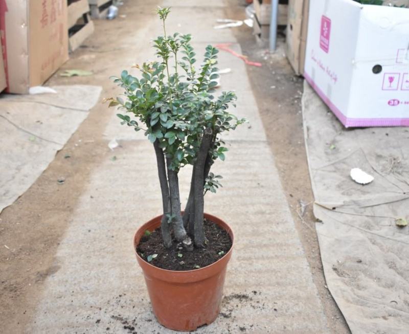 小叶紫檀盆景苗正宗清香胡椒木室内驱蚊盆栽植物好养花卉四季