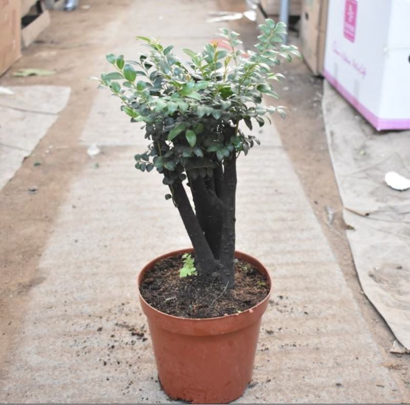 小叶紫檀盆景苗正宗清香胡椒木室内驱蚊盆栽植物好养花卉四季