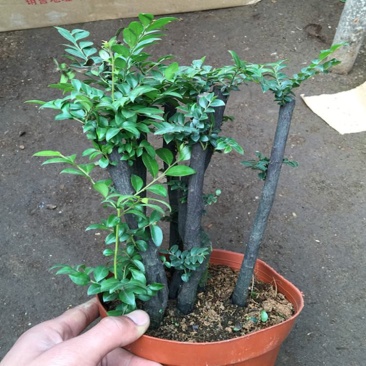 小叶紫檀盆景苗正宗清香胡椒木室内驱蚊盆栽植物好养花卉四季